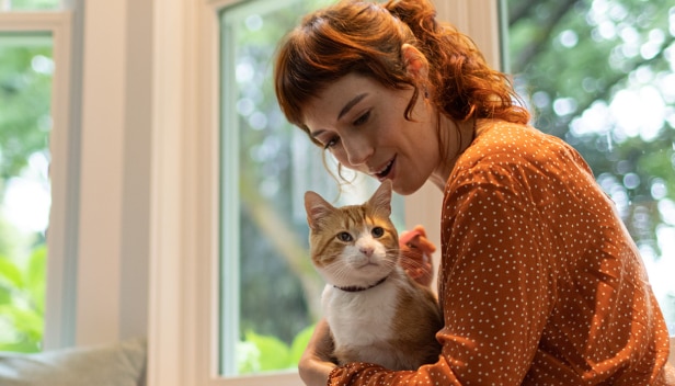 A brown-white cat sitting in a woman's lap