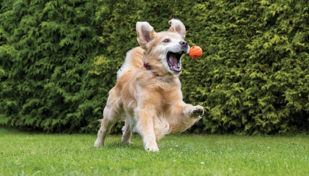 A Golden Retriever leaps to catch an orange ball in its mouth