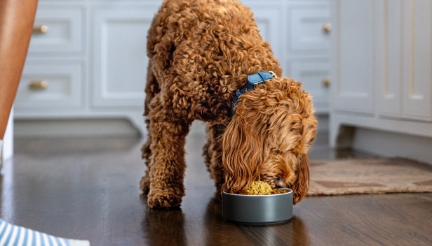 A dog enjoys a meal from a bowl.