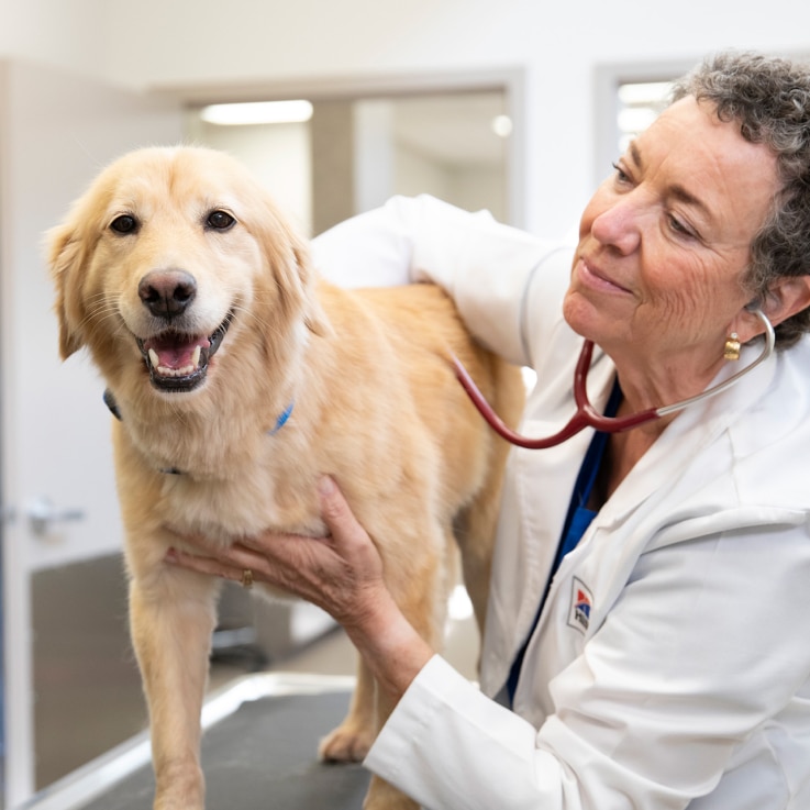 Veterinarian examining a happy golden retriever.