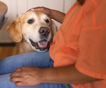 A woman pets a happy golden retriever.