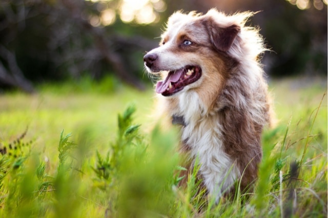 An Australian Shepherd standing in a grassy field with its mouth open and tongue out.