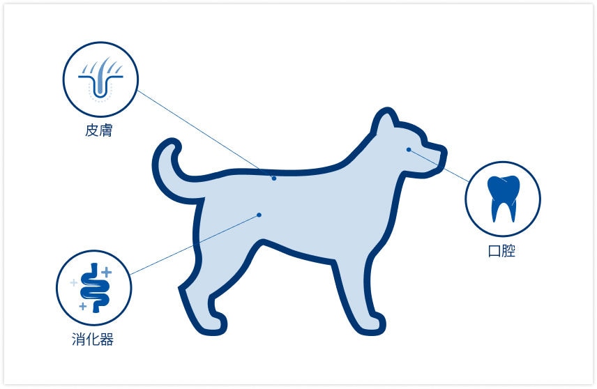 location of microbiomes on dog