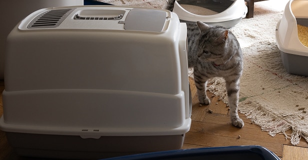 Cat looking at its litter