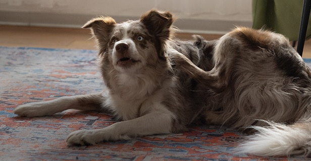 Tricolor dog lying on a rug, looking attentive
