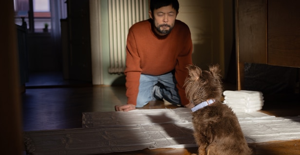 Man kneels facing a small brown dog on puppy training pads, with a stack of pads nearby