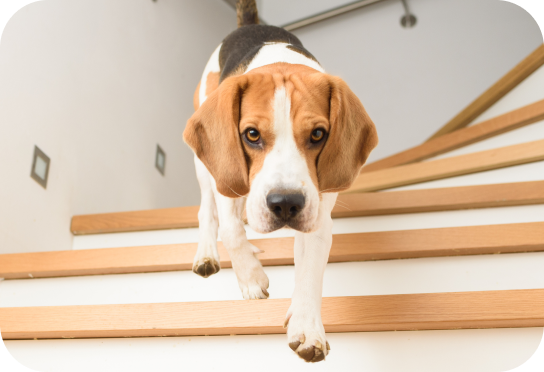 Small/Toy Breed 2-25 lbs