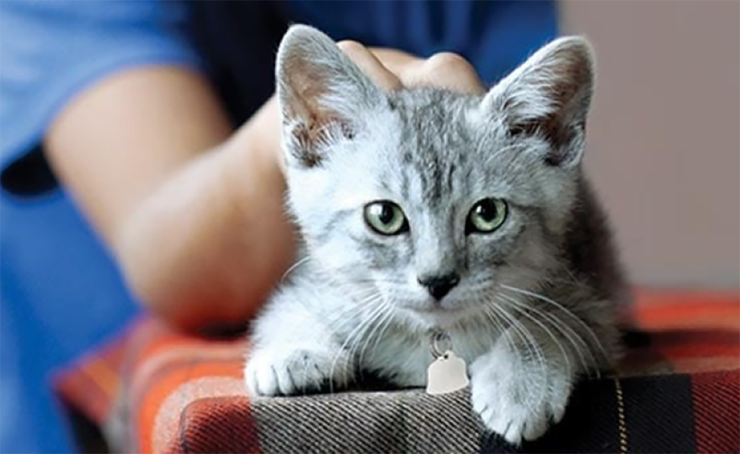 A kitten at an animal shelter 
