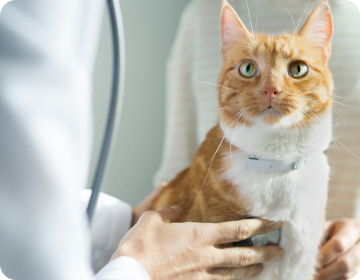 A veterinarian examines a brown cat