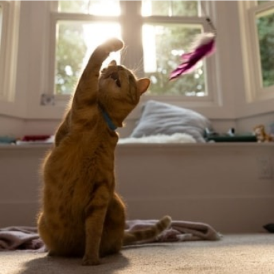 A cat trying to grab a hanging toy