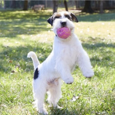A dog playing outdoors holding a ball in its mouth