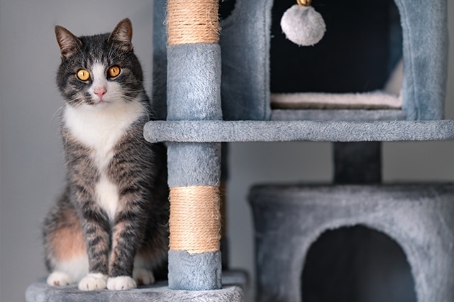 Grey and white tabby cat with bright orange eyes sitting on a grey cat tree