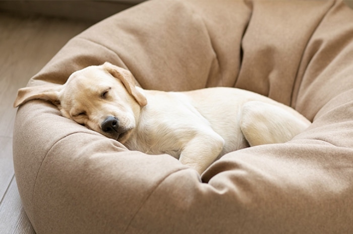 Sleeping labrador puppy curled up in a beige bean bag chair